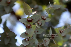 Eucalyptus cinerea