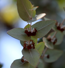 Eucalyptus cinerea