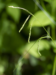 Carex gracillima