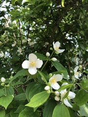 Philadelphus coronarius