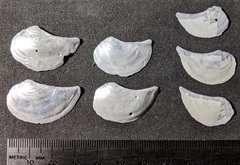 Heteroclidus punctatus