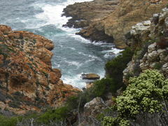 Phylica axillaris maritima