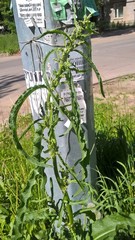 Rumex crispus