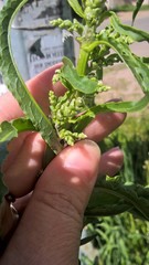 Rumex crispus