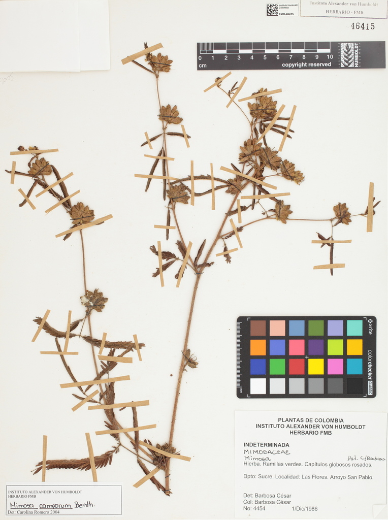 Mimosa camporum