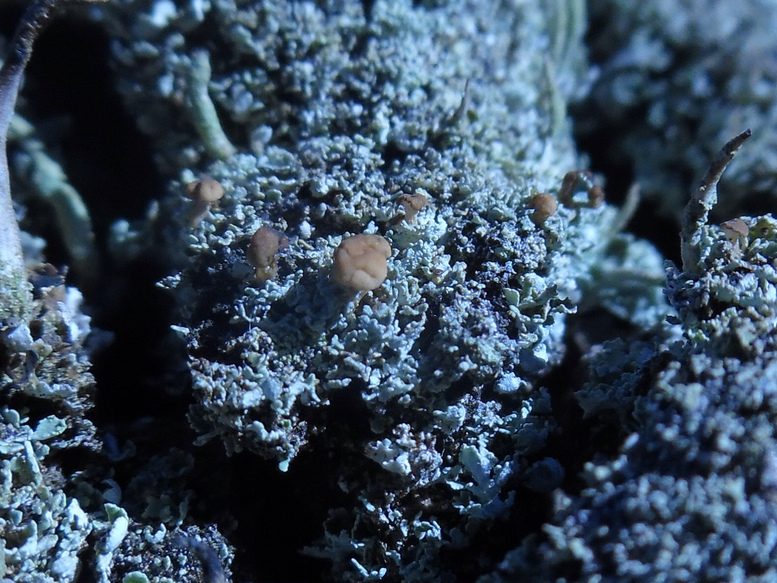Cladonia caespiticia image