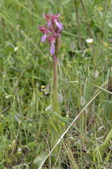Anacamptis papilionacea papilionacea