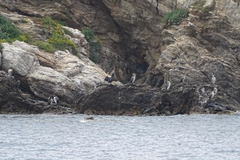 Gulosus aristotelis desmarestii