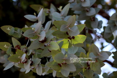 Eucalyptus cinerea