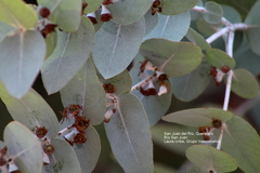 Eucalyptus cinerea