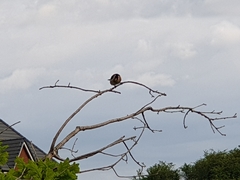 Carduelis carduelis