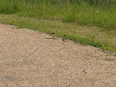 Carduelis carduelis