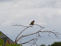 Carduelis carduelis