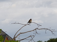 Carduelis carduelis