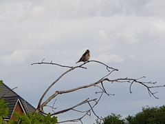 Carduelis carduelis