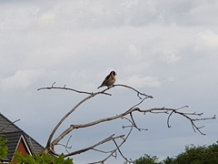 Carduelis carduelis