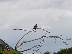 Carduelis carduelis