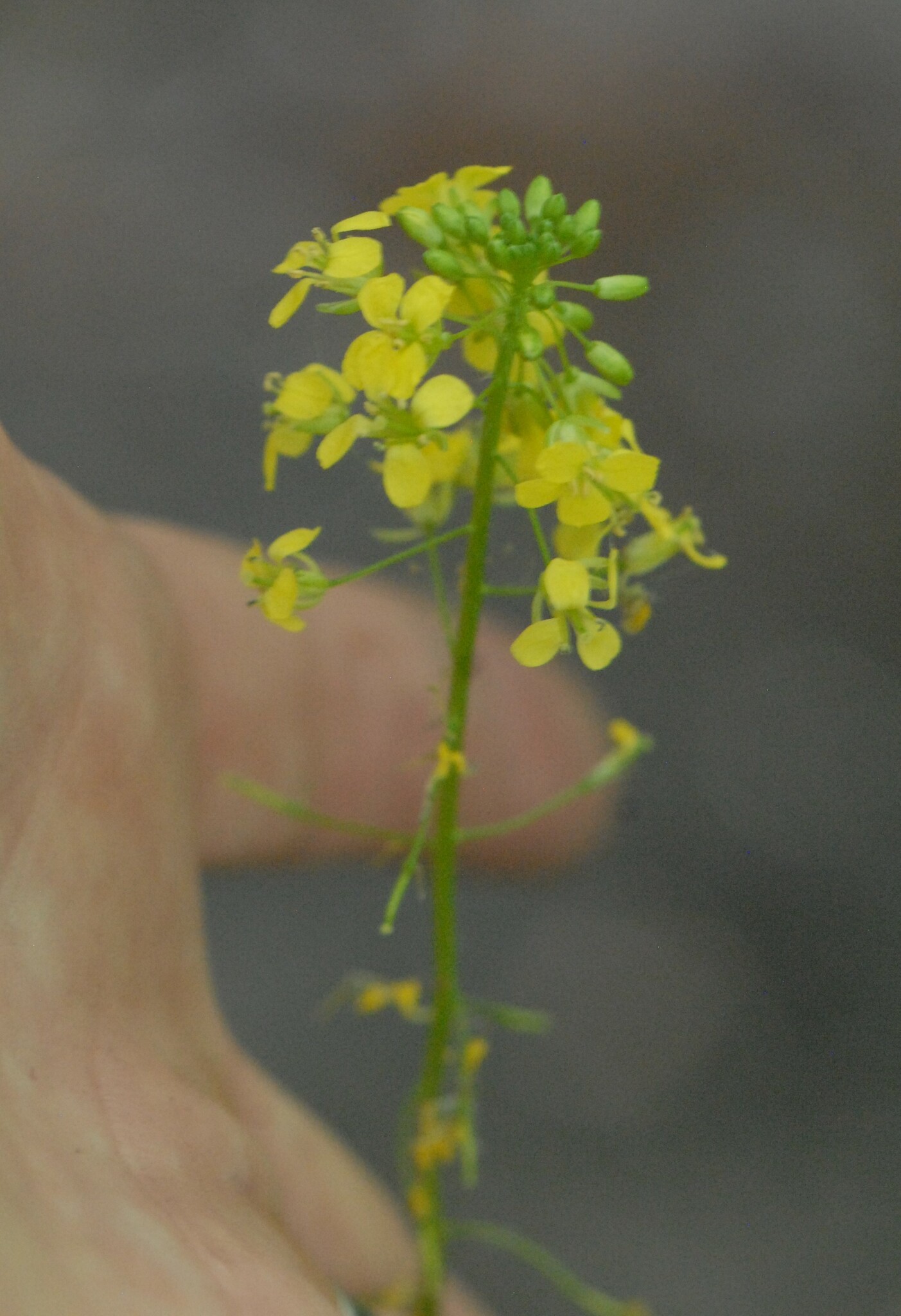 lösel-rauke, small tumbleweed mustard