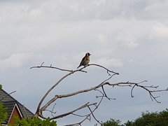 Carduelis carduelis