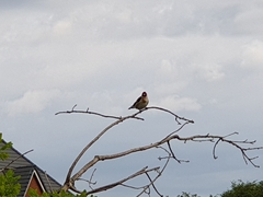 Carduelis carduelis