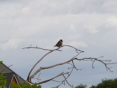 Carduelis carduelis