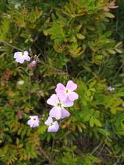 Malcolmia maritima