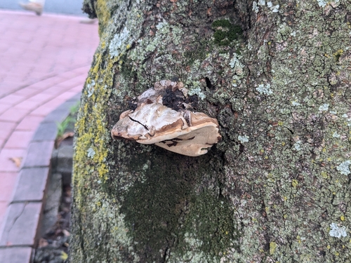 Ganoderma applanatum