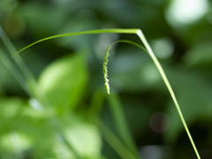 Carex gracillima