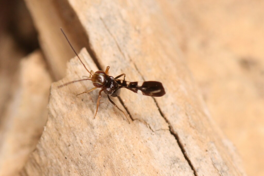 Callipteroma sexguttata