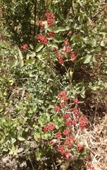 Helichrysum sanguineum