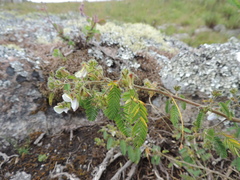 Kotschya aeschynomenoides