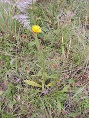 Berkheya echinacea image