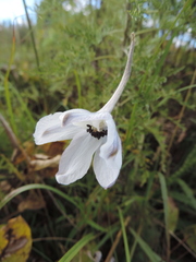 Delphinium leroyi image