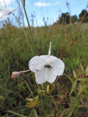 Delphinium leroyi image