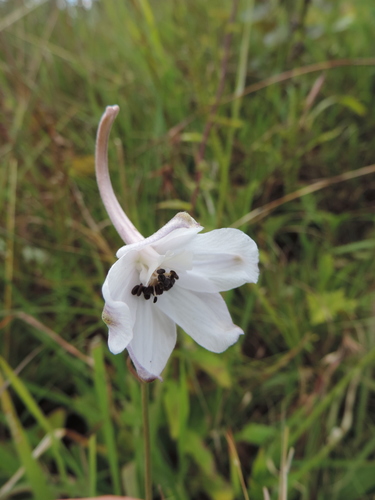 Delphinium leroyi