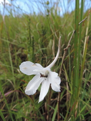 Delphinium leroyi image