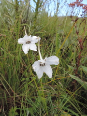 Delphinium leroyi image