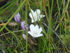 Triteleia peduncularis