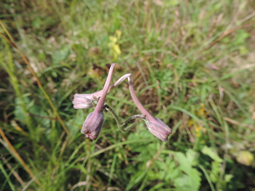 Delphinium leroyi