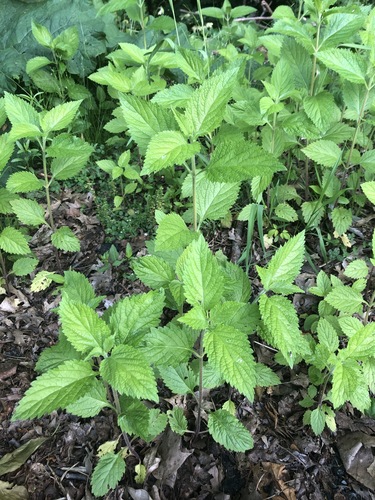 photo of Mints, Plantains, Olives, And Allies (Lamiales)