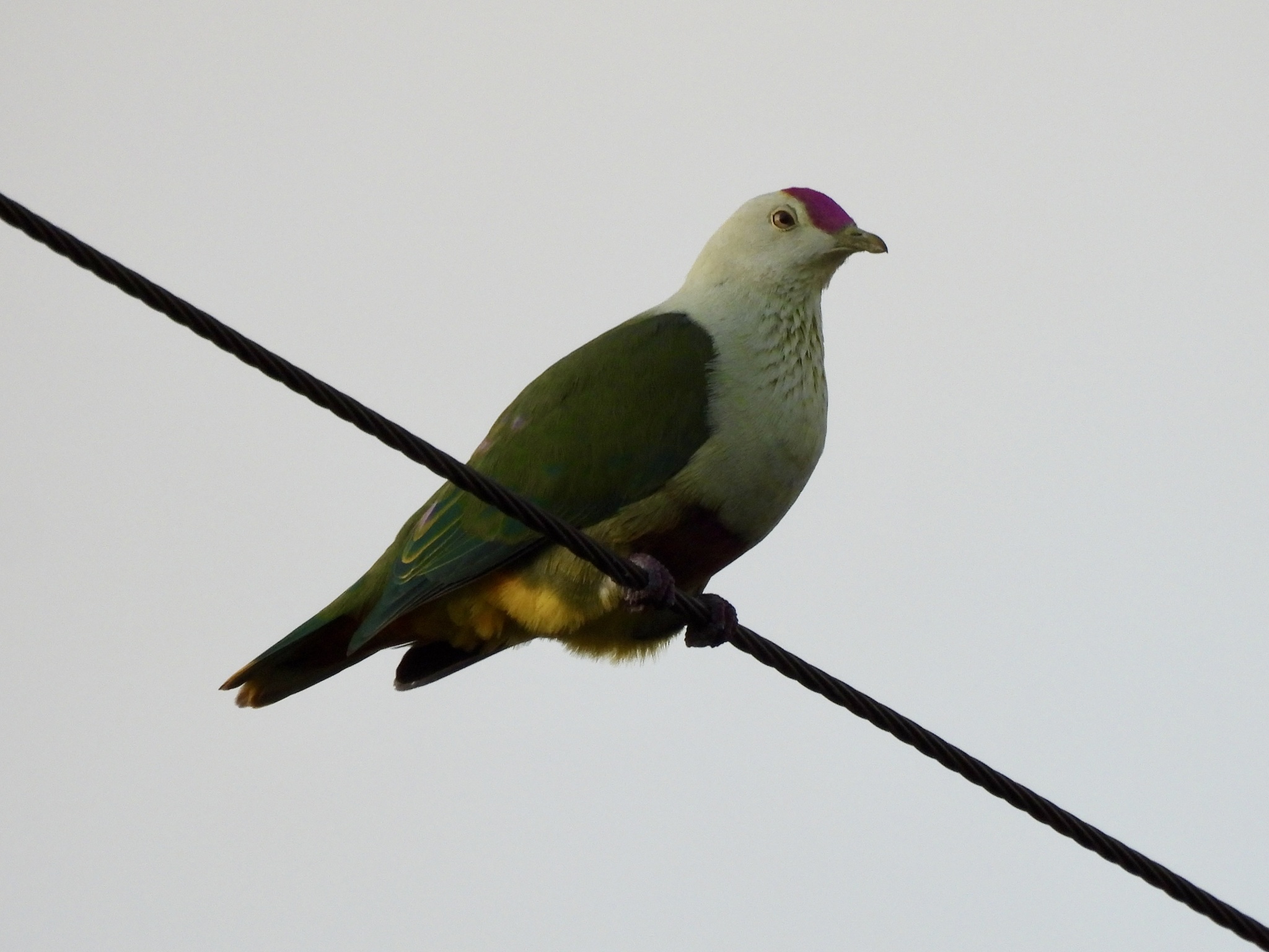 Crimson-crowned Fruit Dove (Ptilinopus porphyraceus), photo 3