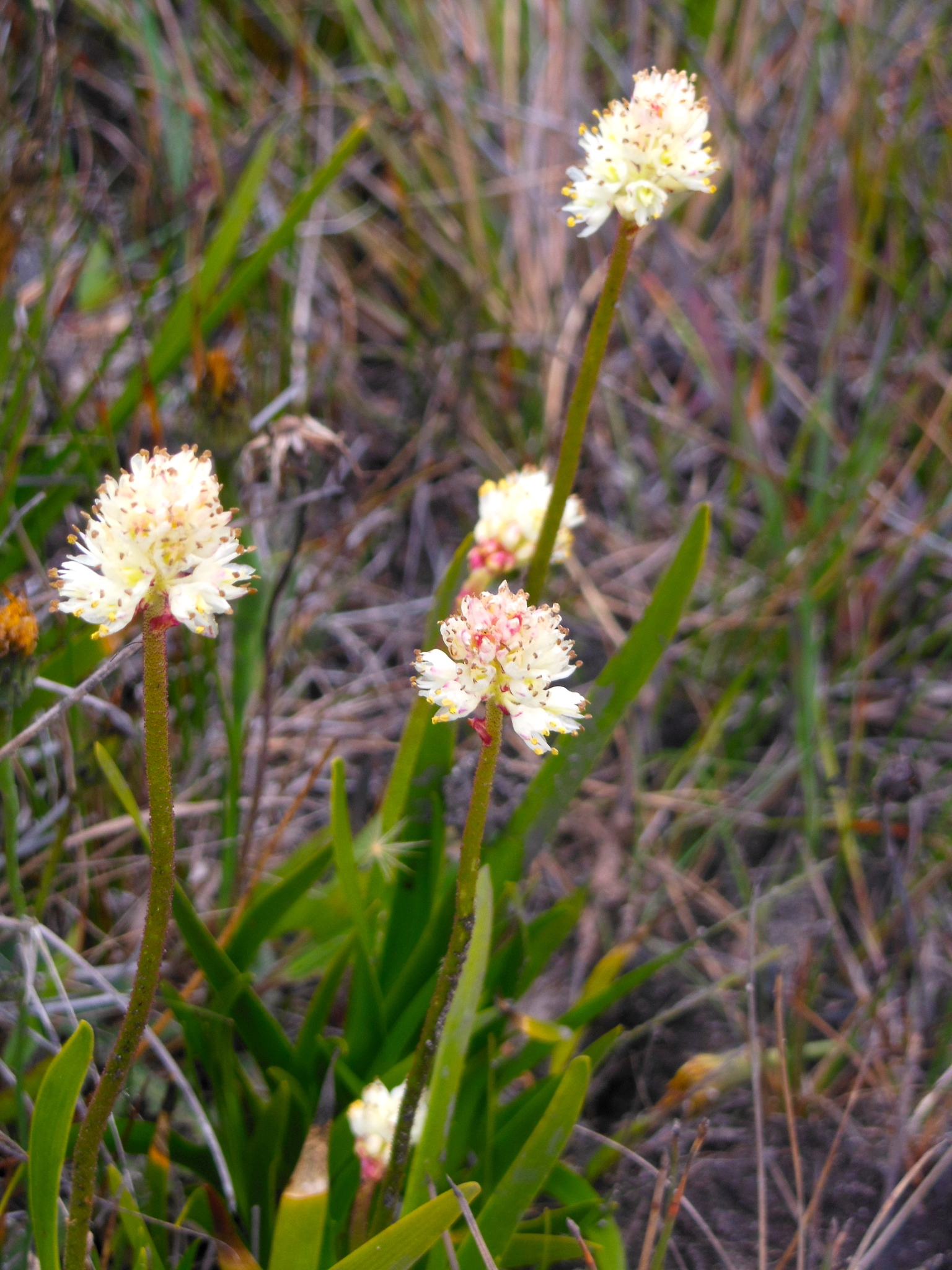 Triantha