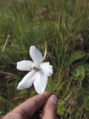 Delphinium leroyi image