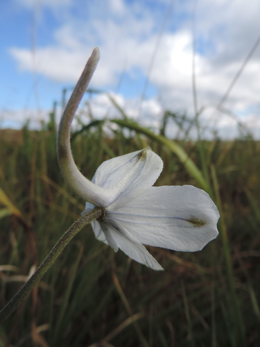 Delphinium leroyi