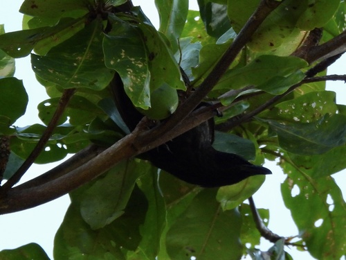 Samoan Starling (Aplonis atrifusca), photo 7