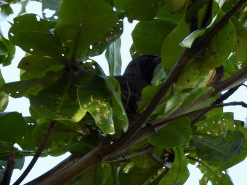 Samoan Starling (Aplonis atrifusca), photo 6