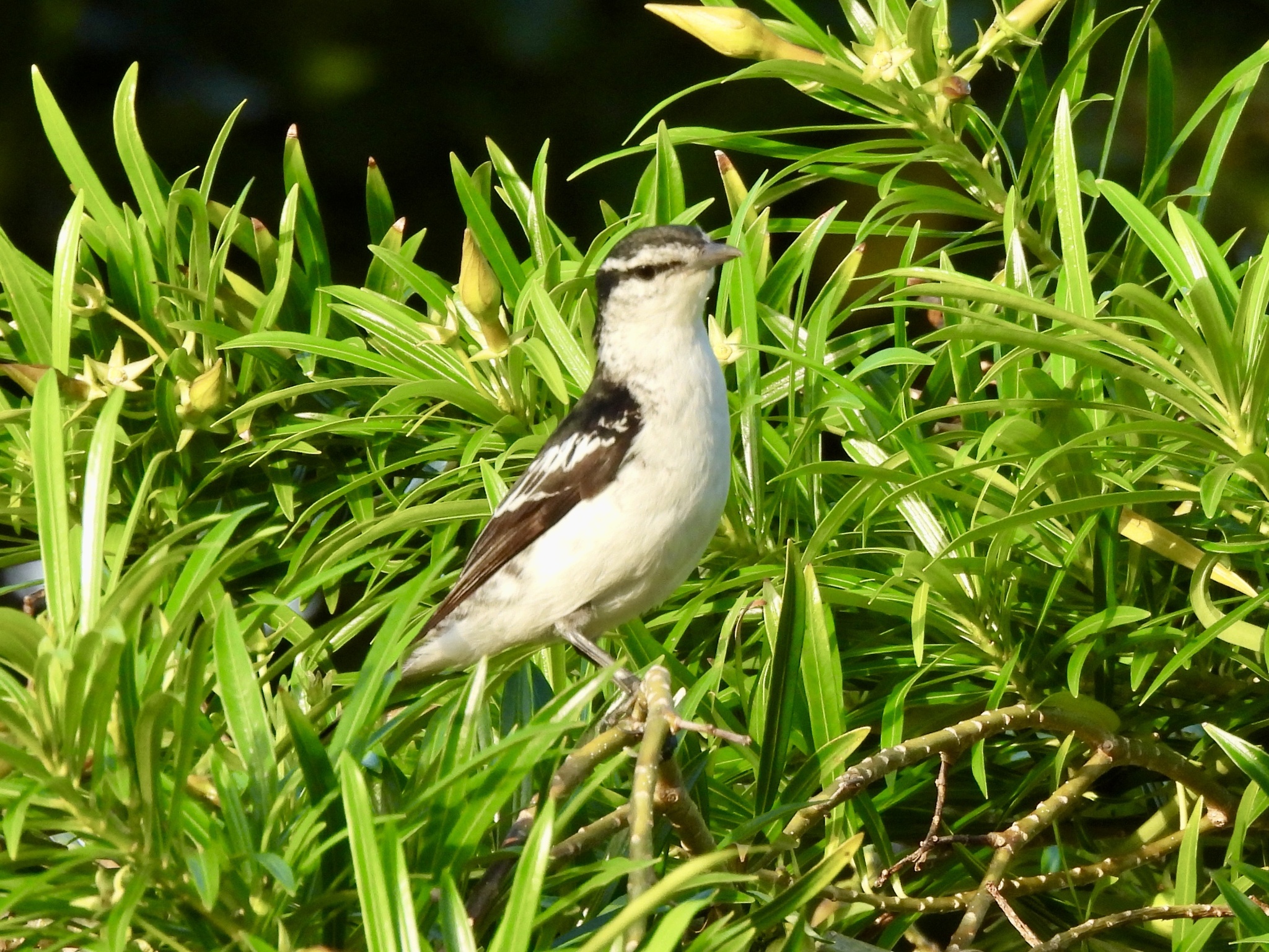 Polynesian Triller (Lalage maculosa), photo 7