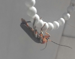 Cantharis rustica