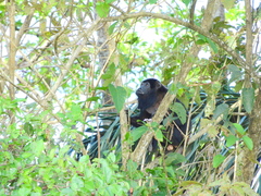 Alouatta discolor