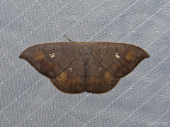 Paralbara muscularia